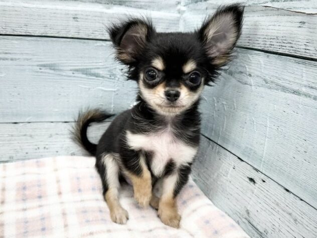 徳島県のチワワ(ロング) (アミーゴ北島店/2025年9月8日生まれ/男の子/ブラックタンホワイト)の子犬