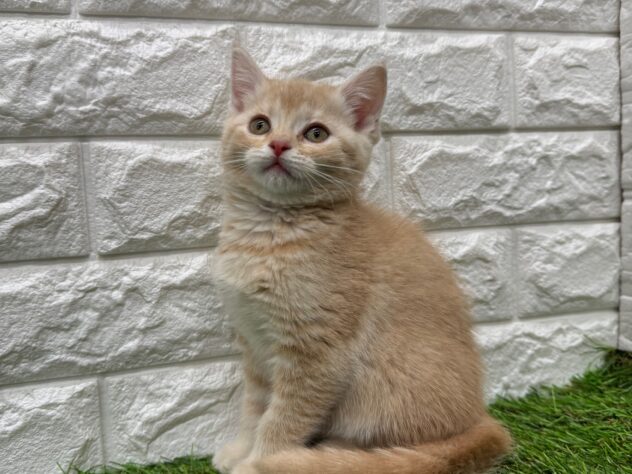 新潟県のスコティッシュフォールド (アミーゴ新潟小新店/2025年10月22日生まれ/女の子/レッドタビー)の子猫