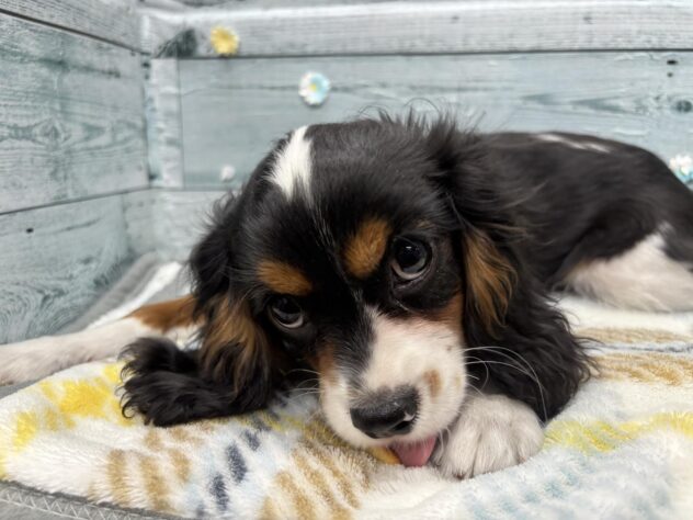 徳島県のキャバリアキングチャールズスパニエル (アミーゴ北島店/2025年8月24日生まれ/男の子/トライカラー)の子犬の2枚目の画像