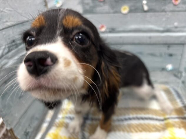 徳島県のキャバリアキングチャールズスパニエル (アミーゴ北島店/2025年8月24日生まれ/男の子/トライカラー)の子犬の4枚目の画像