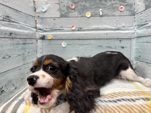 徳島県のキャバリアキングチャールズスパニエル (アミーゴ北島店/2025年8月24日生まれ/男の子/トライカラー)の子犬の3枚目の画像