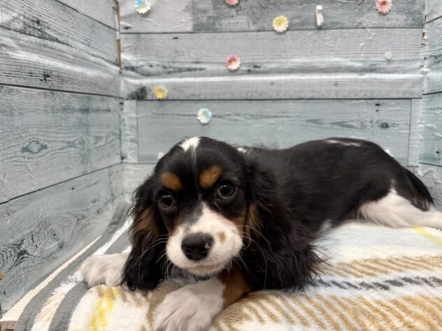 徳島県のキャバリアキングチャールズスパニエル (アミーゴ北島店/2025年8月24日生まれ/男の子/トライカラー)の子犬の1枚目の画像