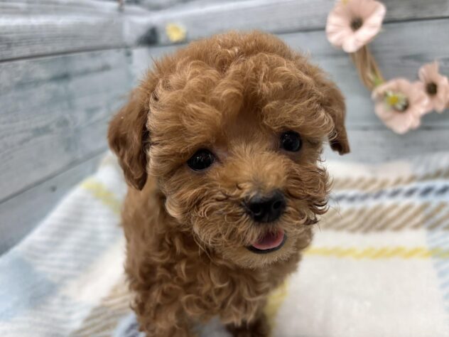 徳島県のトイプードル(トイ) (アミーゴ北島店/2025年10月20日生まれ/女の子/レッド)の子犬