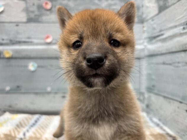 徳島県の豆柴 (アミーゴ北島店/2025年10月19日生まれ/男の子/赤)の子犬