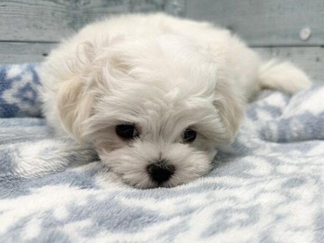 徳島県のマルチーズ (アミーゴ北島店/2025年10月22日生まれ/女の子/ホワイト)の子犬の3枚目の画像