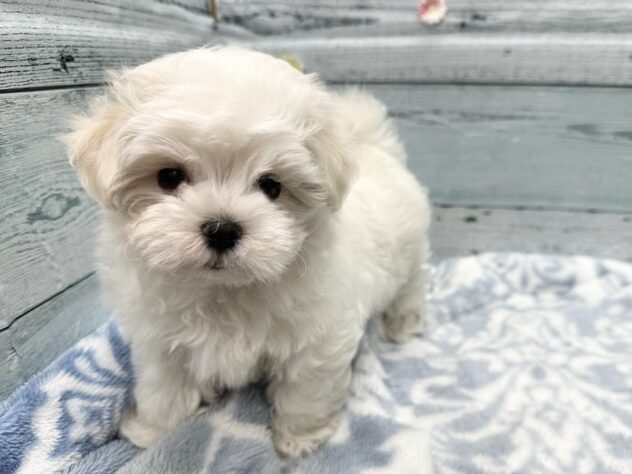 徳島県のマルチーズ (アミーゴ北島店/2025年10月22日生まれ/女の子/ホワイト)の子犬の2枚目の画像