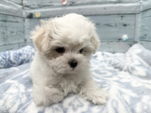 徳島県のマルチーズ (アミーゴ北島店/2025年10月22日生まれ/女の子/ホワイト)の子犬の4枚目の画像