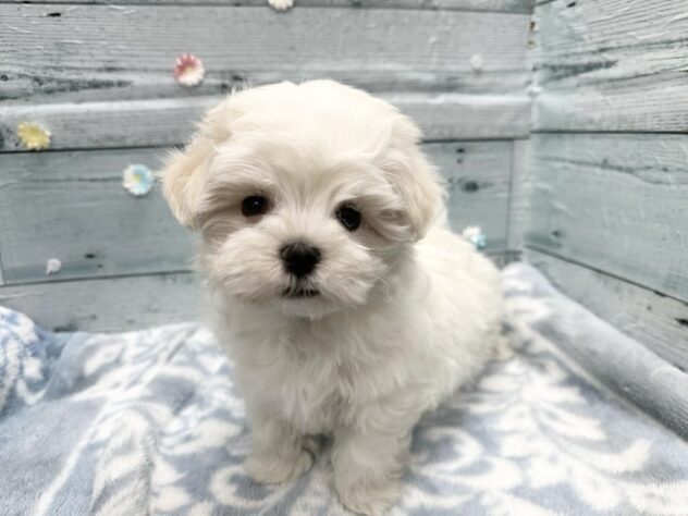 徳島県のマルチーズ (アミーゴ北島店/2025年10月22日生まれ/女の子/ホワイト)の子犬の1枚目の画像