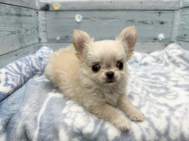 徳島県のチワワ(ロング) (アミーゴ北島店/2025年10月23日生まれ/男の子/クリーム)の子犬の2枚目の画像