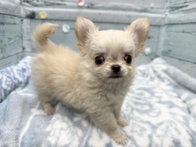 徳島県のチワワ(ロング) (アミーゴ北島店/2025年10月23日生まれ/男の子/クリーム)の子犬の4枚目の画像