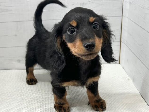 徳島県のミニチュアダックスフンド(ロング) (アミーゴ徳島店/2025年10月3日生まれ/男の子/ブラックタン)の子犬