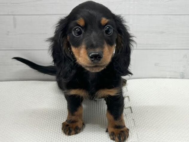 徳島県のミニチュアダックスフンド(ロング) (アミーゴ徳島店/2025年10月3日生まれ/男の子/ブラックタン)の子犬の2枚目の画像