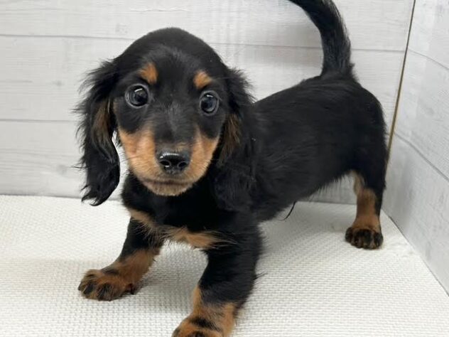 徳島県のミニチュアダックスフンド(ロング) (アミーゴ徳島店/2025年10月3日生まれ/男の子/ブラックタン)の子犬の3枚目の画像