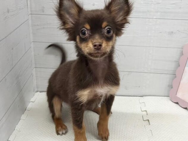 徳島県のチワワ(ロング) (アミーゴ徳島店/2025年9月8日生まれ/男の子/チョコレートタンホワイト)の子犬