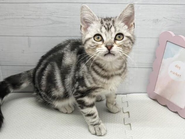 徳島県のアメリカンショートヘアー (アミーゴ徳島店/2025年9月4日生まれ/男の子/シルバータビー)の子猫