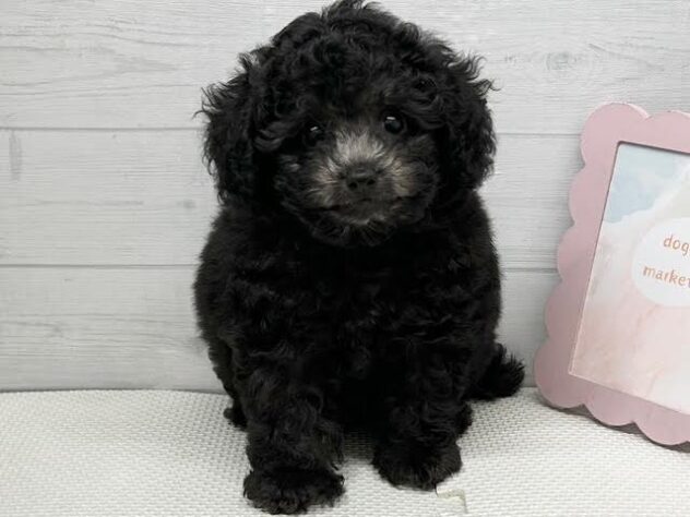 徳島県のトイプードル(トイ) (アミーゴ徳島店/2025年10月5日生まれ/男の子/シルバー)の子犬