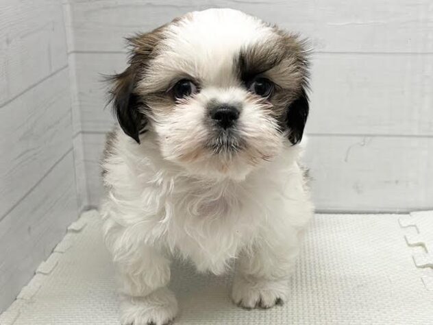 徳島県のシーズー (アミーゴ徳島店/2025年10月26日生まれ/女の子/ゴールドホワイト)の子犬の1枚目の画像