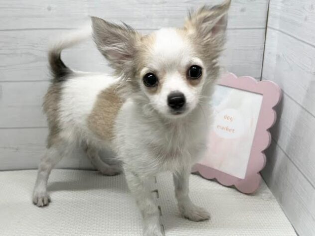 徳島県のチワワ(ロング) (アミーゴ徳島店/2025年8月26日生まれ/女の子/レッドホワイト)の子犬の1枚目の画像