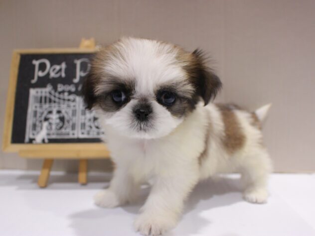 兵庫県のチワズー/チワシーズ(チワワ×シーズー) (ペット・プラザ アミーゴつかしん店/2025年10月4日生まれ/女の子/ホワイトゴールド)の子犬の3枚目の画像