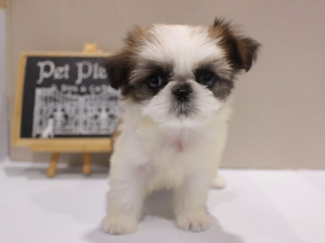 兵庫県のチワズー/チワシーズ(チワワ×シーズー) (ペット・プラザ アミーゴつかしん店/2025年10月4日生まれ/女の子/ホワイトゴールド)の子犬の2枚目の画像