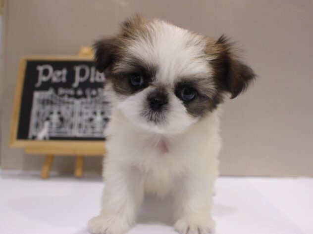 兵庫県のチワズー/チワシーズ(チワワ×シーズー) (ペット・プラザ アミーゴつかしん店/2025年10月4日生まれ/女の子/ホワイトゴールド)の子犬の1枚目の画像