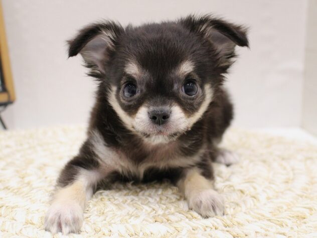 大阪府のチワワ(ロング) (ペット・プラザ アミーゴ豊中服部店/2025年9月20日生まれ/男の子/ブラックタン)の子犬の1枚目の画像