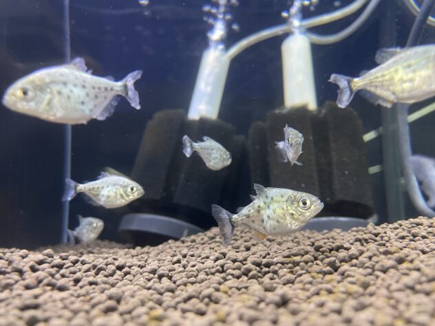 ピラニア　ナッテリーと飼育用具 楽天市場】ピラニア ナッテリー 飼育（ペット・ペットグッズ）の通販