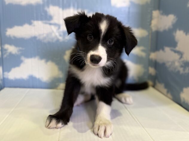 山形県のボーダーコリー (アミーゴ山形北店/2025年10月25日生まれ/男の子/ブラックホワイト)の子犬