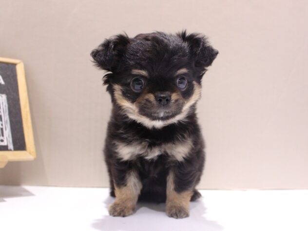 兵庫県のチワワ(ロング) (ペット・プラザ アミーゴつかしん店/2025年10月10日生まれ/男の子/ブラックタンホワイト)の子犬の1枚目の画像