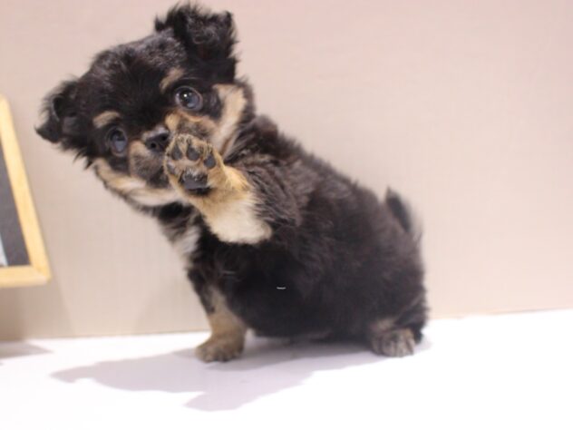 兵庫県のチワワ(ロング) (ペット・プラザ アミーゴつかしん店/2025年10月10日生まれ/男の子/ブラックタンホワイト)の子犬の2枚目の画像