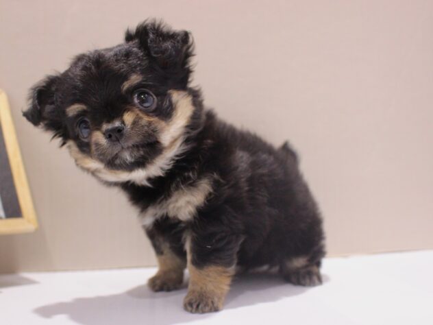 兵庫県のチワワ(ロング) (ペット・プラザ アミーゴつかしん店/2025年10月10日生まれ/男の子/ブラックタンホワイト)の子犬の4枚目の画像