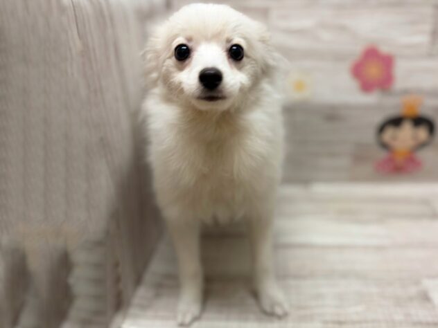 岩手県のポメラニアン (アミーゴ一関店/2025年9月10日生まれ/男の子/ホワイト)の子犬