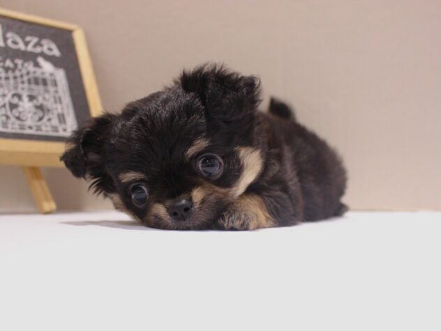 兵庫県のチワワ(ロング) (ペット・プラザ アミーゴつかしん店/2025年10月10日生まれ/男の子/ブラックタンホワイト)の子犬の3枚目の画像