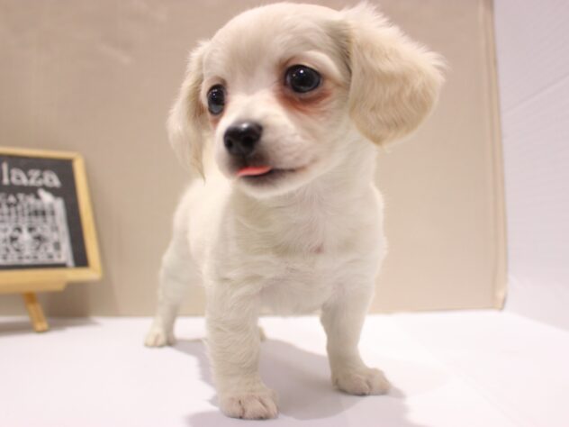 兵庫県のチワックス(チワワ×ダックス) (ペット・プラザ アミーゴつかしん店/2025年10月14日生まれ/女の子/クリーム)の子犬の3枚目の画像