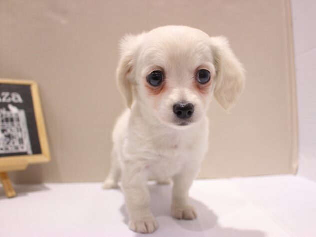 兵庫県のチワックス(チワワ×ダックス) (ペット・プラザ アミーゴつかしん店/2025年10月14日生まれ/女の子/クリーム)の子犬の2枚目の画像