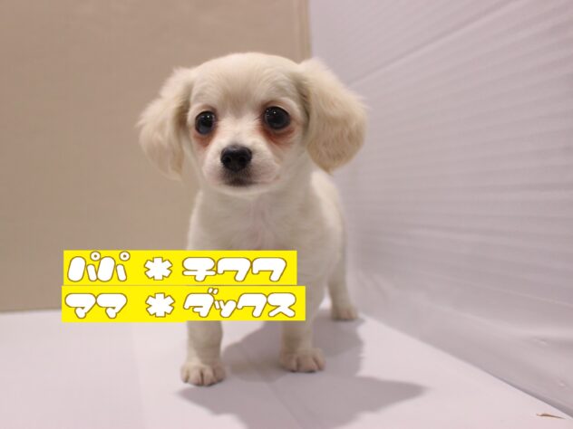 兵庫県のチワックス(チワワ×ダックス) (ペット・プラザ アミーゴつかしん店/2025年10月14日生まれ/女の子/クリーム)の子犬の1枚目の画像