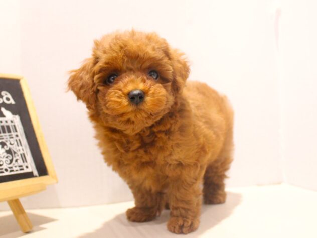 兵庫県のトイプードル(トイ) (ペット・プラザ アミーゴつかしん店/2025年10月8日生まれ/女の子/レッド)の子犬の2枚目の画像