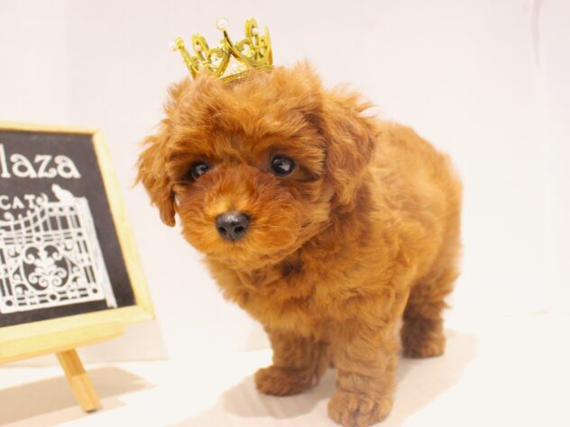 兵庫県のトイプードル(トイ) (ペット・プラザ アミーゴつかしん店/2025年10月8日生まれ/女の子/レッド)の子犬の1枚目の画像