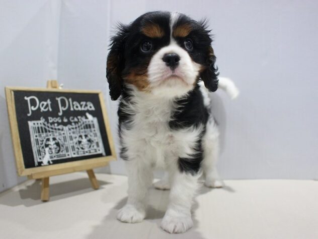 兵庫県のキャバリアキングチャールズスパニエル (ペット・プラザ アミーゴつかしん店/2025年10月17日生まれ/男の子/トライカラー)の子犬の1枚目の画像