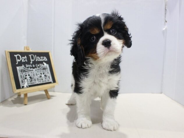 兵庫県のキャバリアキングチャールズスパニエル (ペット・プラザ アミーゴつかしん店/2025年10月17日生まれ/男の子/トライカラー)の子犬の3枚目の画像