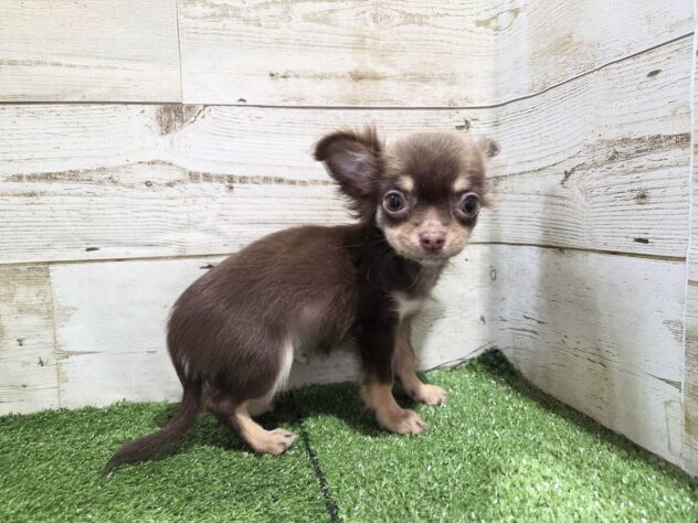 徳島県のチワワ(ロング) (アミーゴ徳島沖浜店/2025年9月8日生まれ/男の子/チョコレートタンホワイト)の子犬