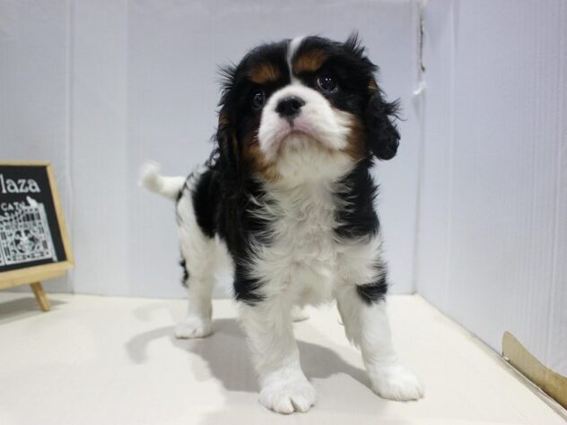 兵庫県のキャバリアキングチャールズスパニエル (ペット・プラザ アミーゴつかしん店/2025年10月17日生まれ/男の子/トライカラー)の子犬の2枚目の画像