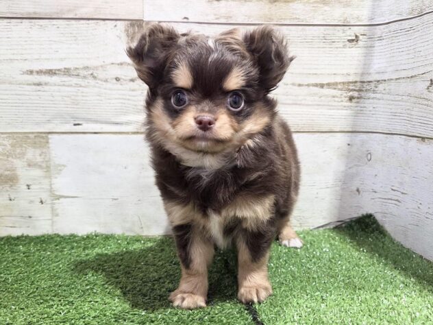 徳島県のチワワ(ロング) (アミーゴ徳島沖浜店/2025年10月5日生まれ/女の子/チョコレートタンホワイト)の子犬