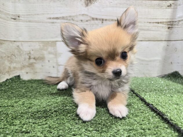 徳島県のチワワ(ロング) (アミーゴ徳島沖浜店/2025年9月22日生まれ/男の子/レッドホワイト)の子犬の2枚目の画像