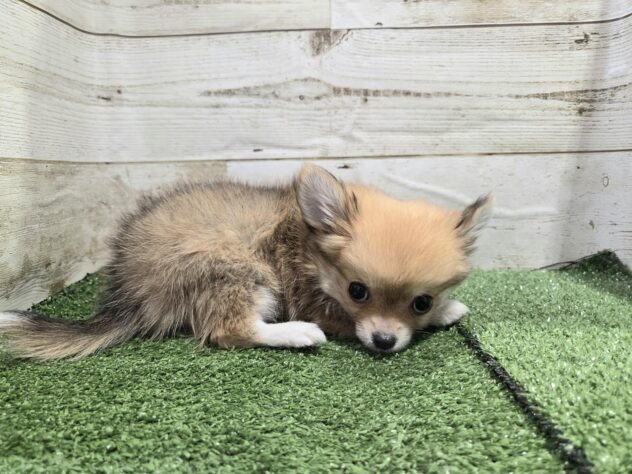 徳島県のチワワ(ロング) (アミーゴ徳島沖浜店/2025年9月22日生まれ/男の子/レッドホワイト)の子犬の3枚目の画像