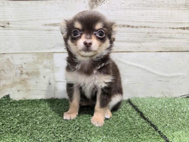 徳島県のチワワ(ロング) (アミーゴ徳島沖浜店/2025年9月22日生まれ/女の子/チョコレートタンホワイト)の子犬の1枚目の画像