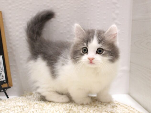 大阪府のマンチカン (ペット・プラザ アミーゴ箕面店/2025年10月3日生まれ/男の子/ブルータビーホワイト)の子猫の2枚目の画像