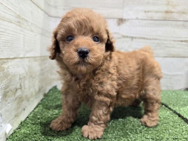 徳島県のトイプードル(トイ) (アミーゴ徳島沖浜店/2025年10月11日生まれ/女の子/レッド)の子犬の2枚目の画像