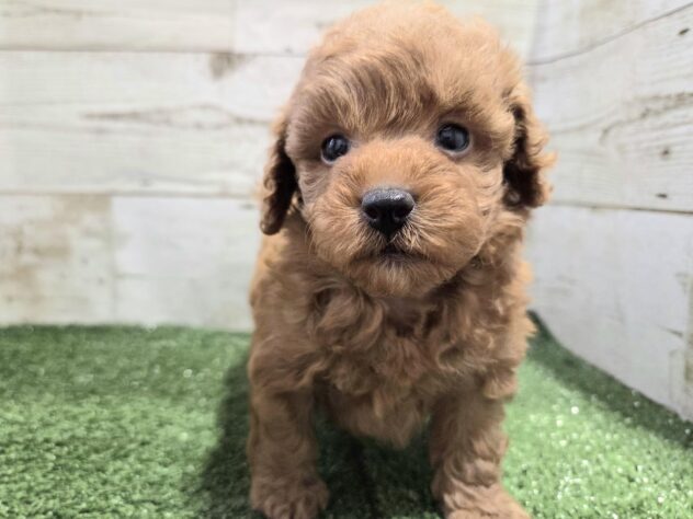 徳島県のトイプードル(トイ) (アミーゴ徳島沖浜店/2025年10月11日生まれ/女の子/レッド)の子犬の3枚目の画像