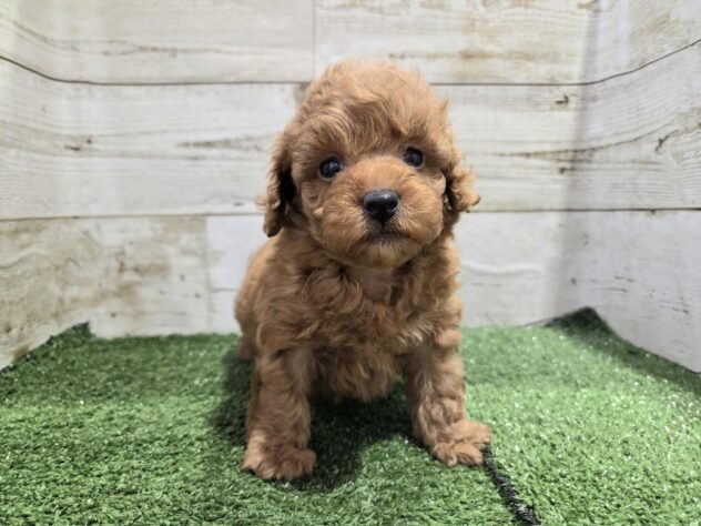 徳島県のトイプードル(トイ) (アミーゴ徳島沖浜店/2025年10月11日生まれ/女の子/レッド)の子犬の4枚目の画像